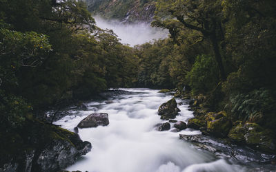 River surrounded by lush forest, foggy day, milford sound, new zealand