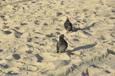 High angle view of pigeons on sandy beach