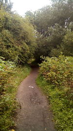 Road amidst trees in forest