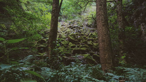 Plants and trees in forest