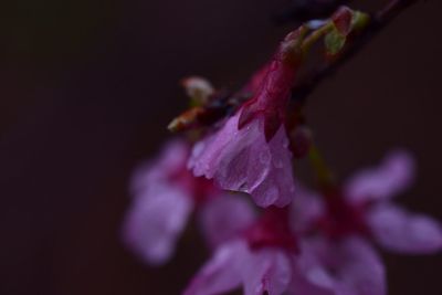 Close-up of flowers blooming outdoors