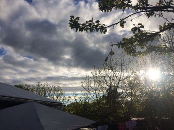 Trees against sky