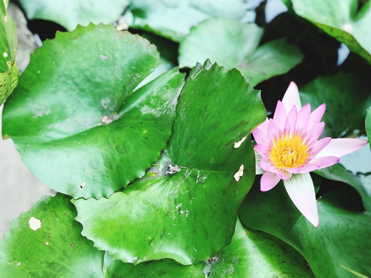 CLOSE-UP OF PINK LOTUS WATER LILY IN PLANT