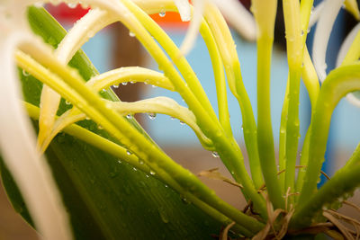 Close-up of plants