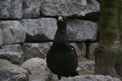 Close-up of bird perching on rock