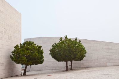 Trees and plants against wall in city