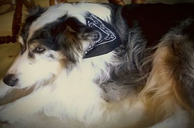 Close-up portrait of a dog resting