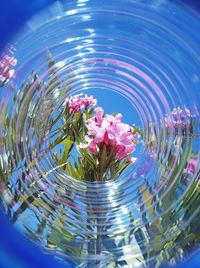 Close-up of pink flower floating on water