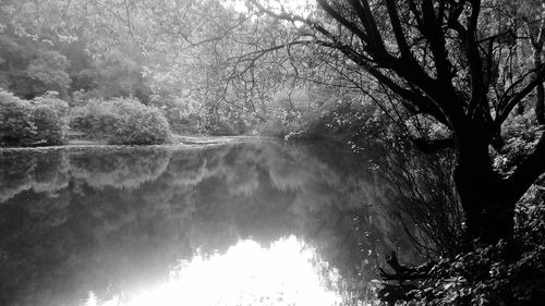 River amidst trees in forest against sky