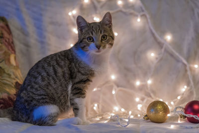 Cat looking at illuminated christmas lights