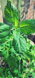 Close-up of fresh green leaves