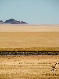 Scenic view of field against clear sky