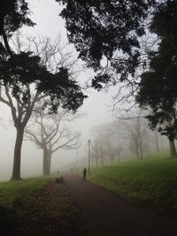 Footpath in park during foggy weather