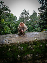 Portrait of cat sitting on plant against trees