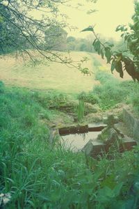 Scenic view of lake