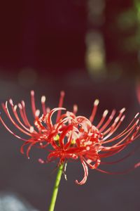 Close-up of red rose flower