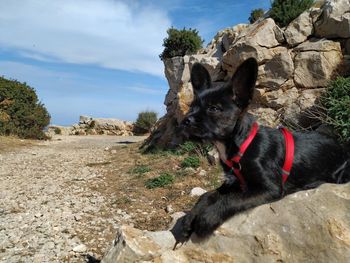 Black dog lying on rock