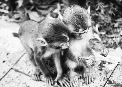 Close-up of monkey
