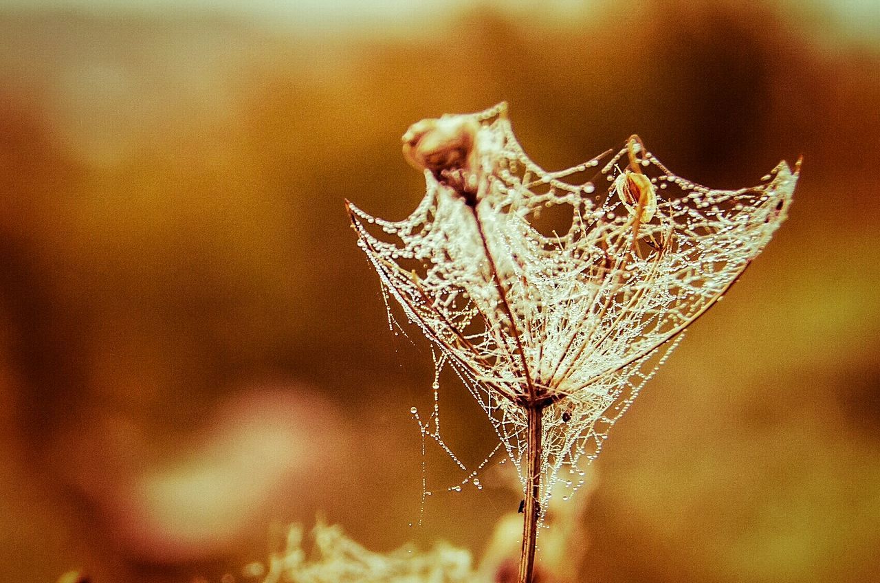 close-up, focus on foreground, dry, leaf, nature, natural pattern, plant, growth, botany, day, fragility, tranquility, leaf vein, beauty in nature, outdoors, frost, scenics, natural condition, intricacy, extreme close-up