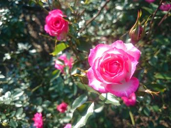 Close-up of pink rose blooming outdoors