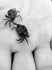 Close-up of hand holding insect