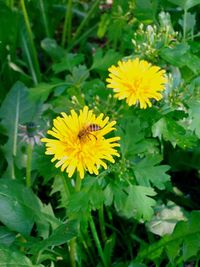 Close-up of yellow flowers