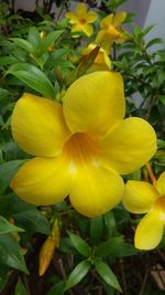 Close-up of yellow flower