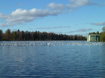 View of birds in lake against sky