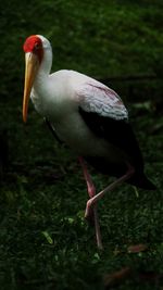 Close-up of a bird looking away