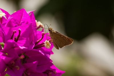 Close-up of butterfly pollinating on pink flower