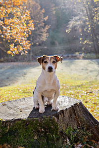 Portrait of dog on rock
