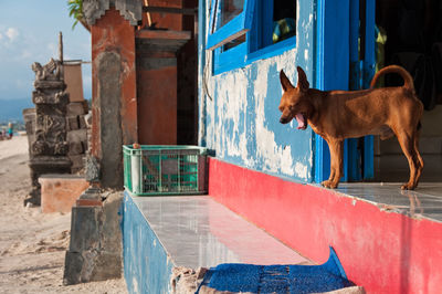 Dog yawning at entrance of house