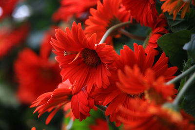 Close-up of red flowering plant