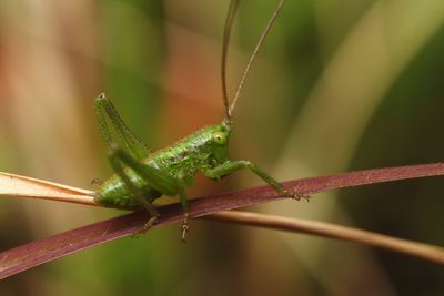 Close-up of insect on leaf