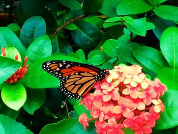 Close-up of butterfly on flowers