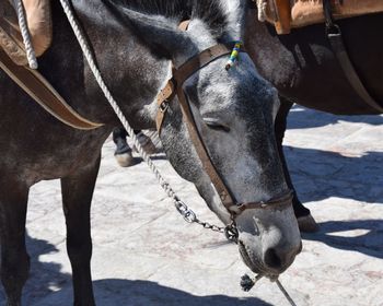 Low section of horse