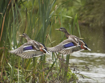 Duck swimming in lake