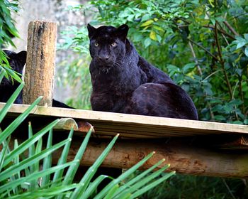 Portrait of black cat sitting on wood