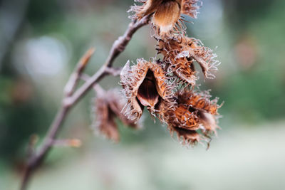 Close-up of dried plant