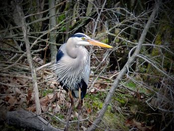 High angle view of gray heron duck