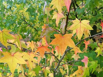 Close-up of yellow maple leaves on tree during autumn