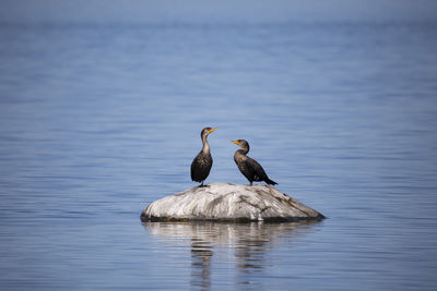 Birds perching on a lake