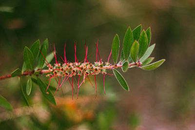 Close-up of flowering plant against blurred background