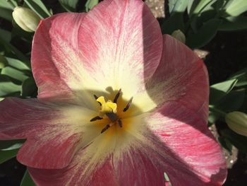 Close-up of flowering plant