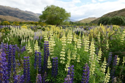 Purple flowering plants on field against sky