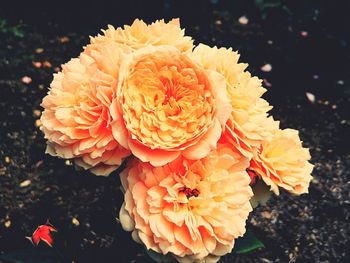 Close-up of flowers