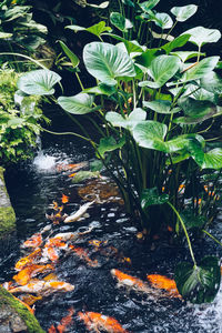 High angle view of fish in water