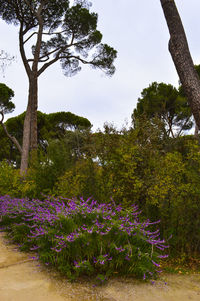 Low angle view of flowers growing on tree