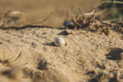 Close-up of lizard on sand