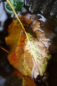 Close-up of leaves in water